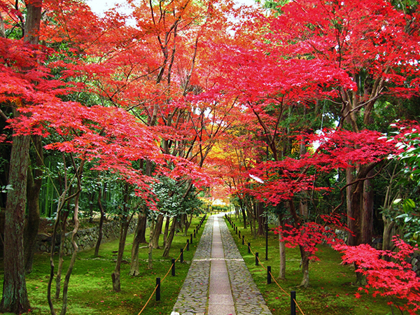 『密』を避けて紅葉を楽しむ！京都府内にある紅葉の穴場スポットをご紹介！