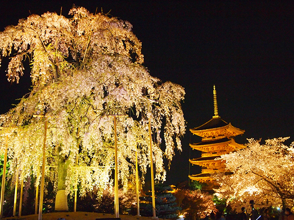 京都で夜桜を楽しむ！2021年の「桜の名所」ライトアップ情報をご紹介！