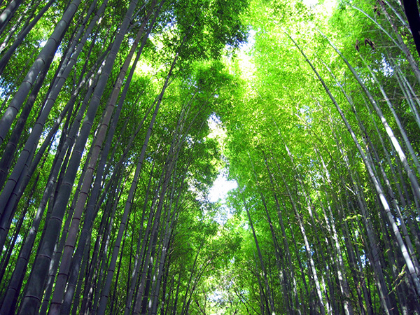 「京都の夏は暑い…」夏の京都観光を楽しむための避暑地スポットをご紹介！