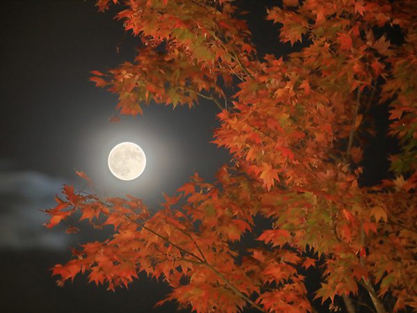 京都で観月を楽しむ！中秋の名月を楽しむ京都のイベントをご紹介！